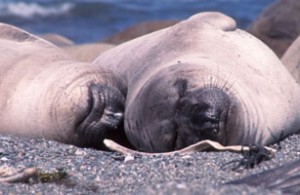 Elephant Seal Calves San Benitos Islands, Mexico