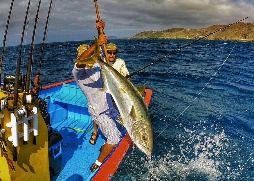 Fisherman reeling a huge yellowtail onto a boat in the Pacific Ocean with Cedros Island in background.